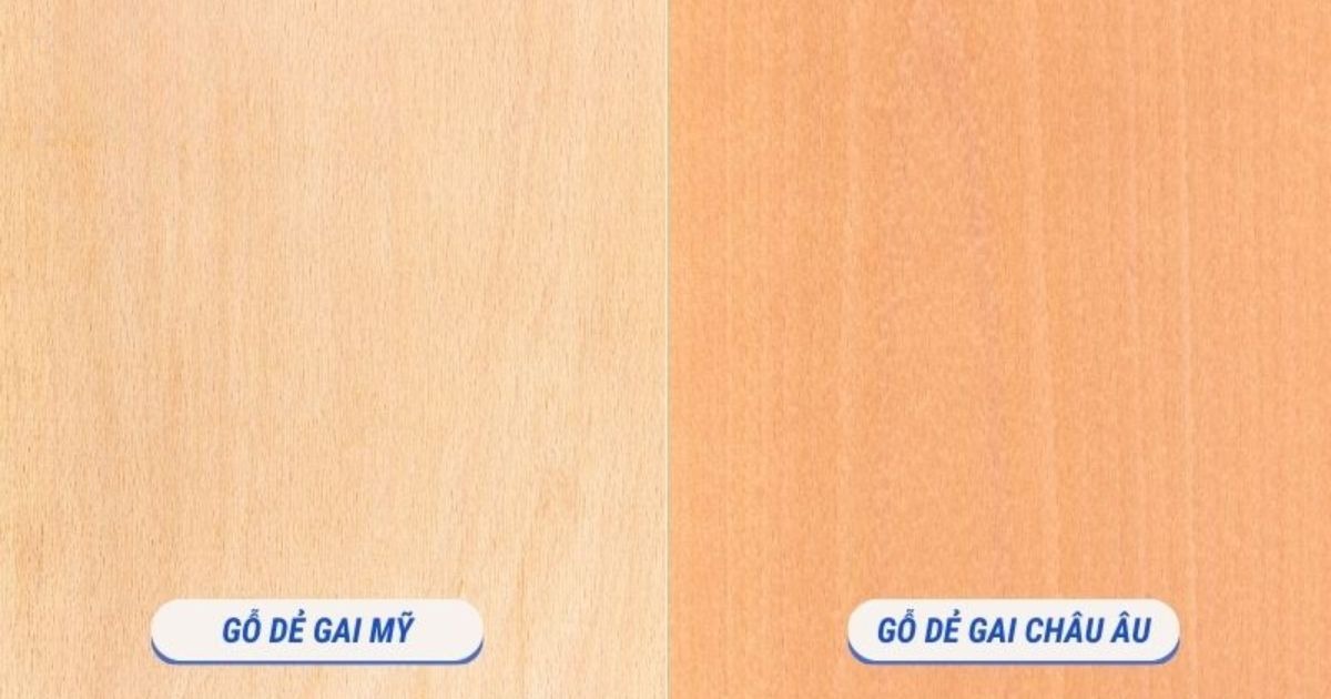 Gỗ dẻ gai phổ biến nhất là dẻ gai Châu Âu và dẻ gai Mỹ