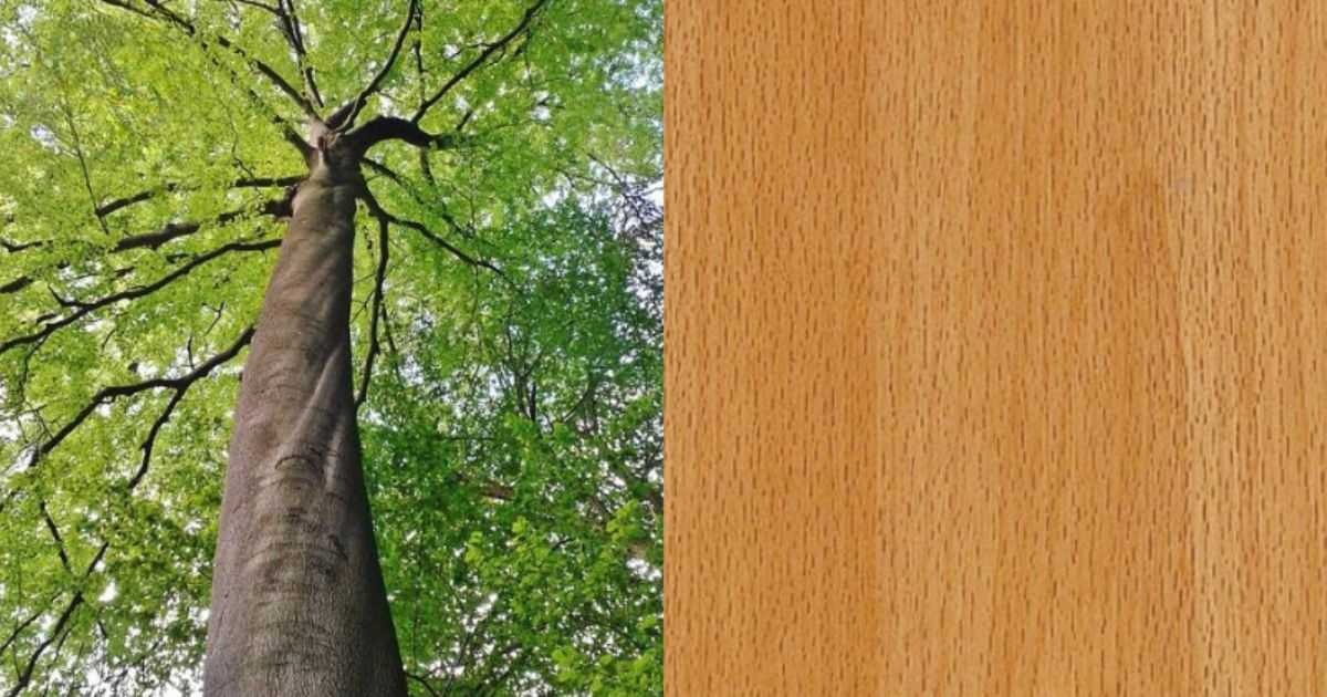 Gỗ dẻ gai sở hữu màu sắc và vân gỗ đẹp