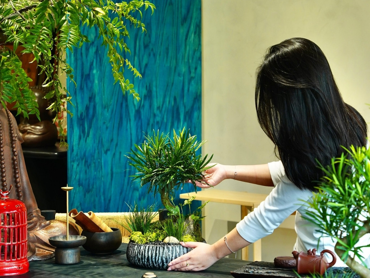 Cây xanh nhỏ gọn trên bàn làm việc mang lại không khí trong lành Cây xanh nhỏ gọn trên bàn làm việc mang lại không khí trong lành