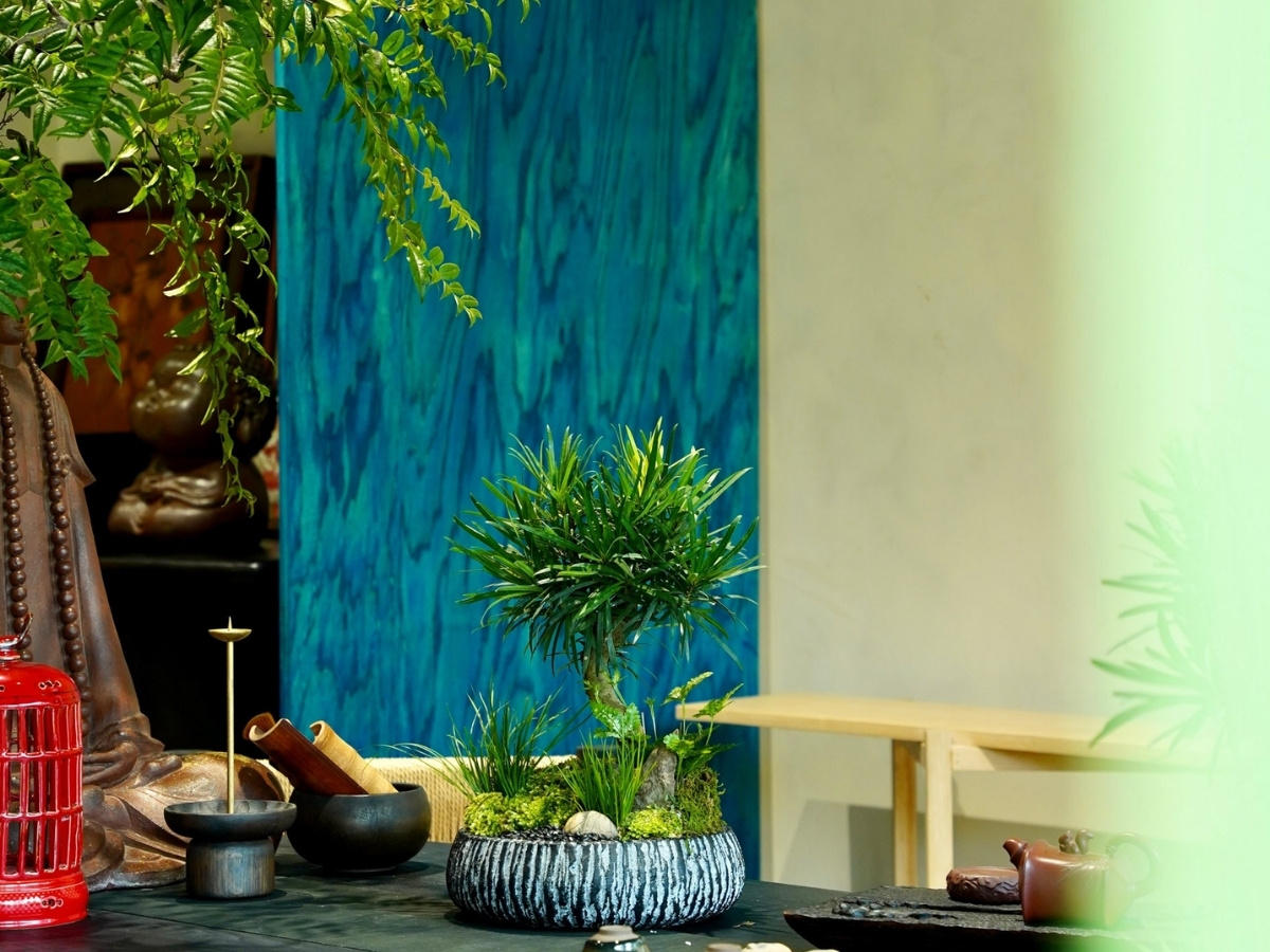 Cây phong thủy mệnh Mộc trên bàn kích hoạt tài lộc và cơ hội thăng tiến Cây phong thủy mệnh Mộc trên bàn kích hoạt tài lộc và cơ hội thăng tiến