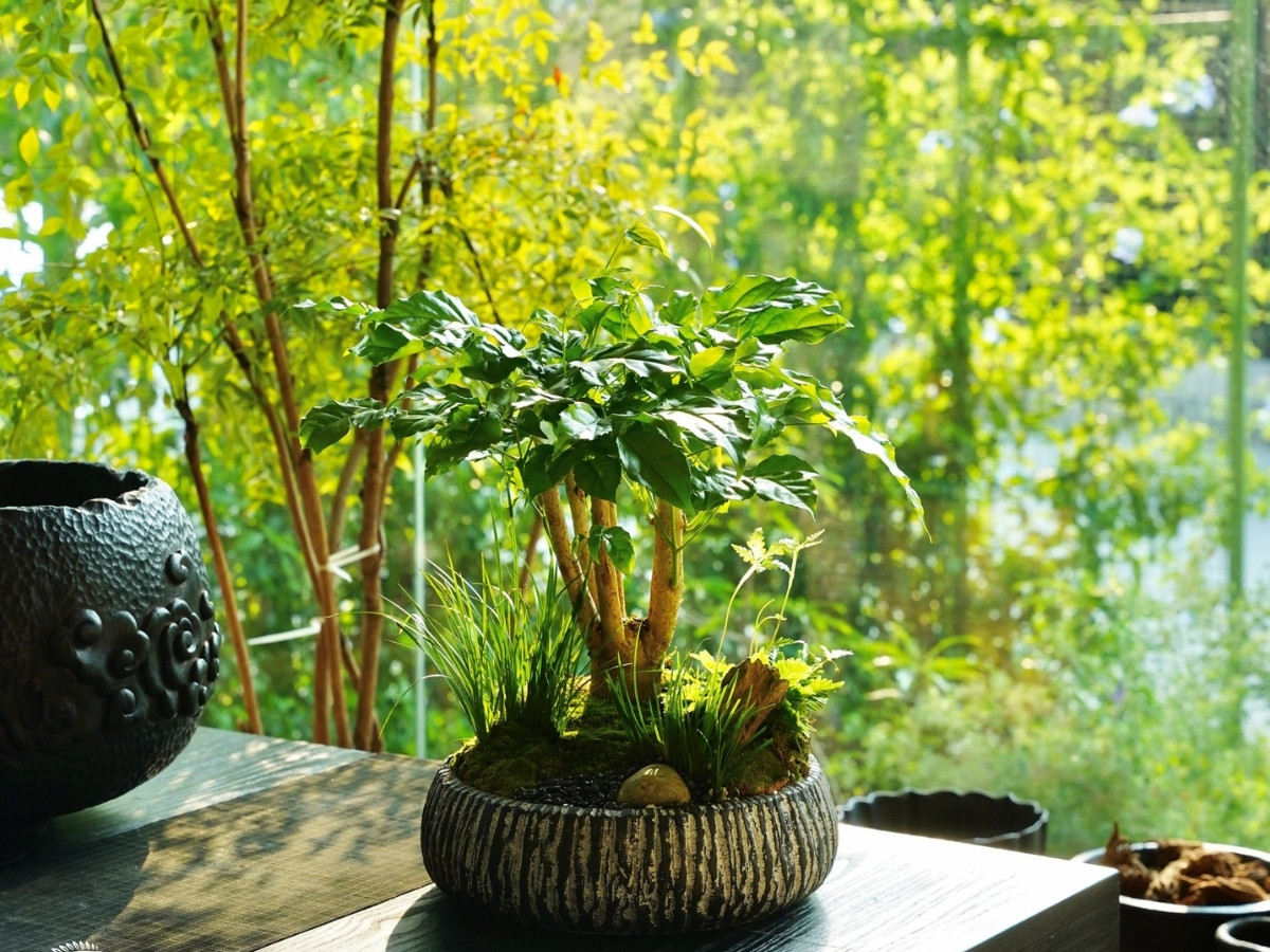 Bàn làm việc gần máy tính với cây lá rộng giúp cân bằng năng lượng Bàn làm việc gần máy tính với cây lá rộng giúp cân bằng năng lượng