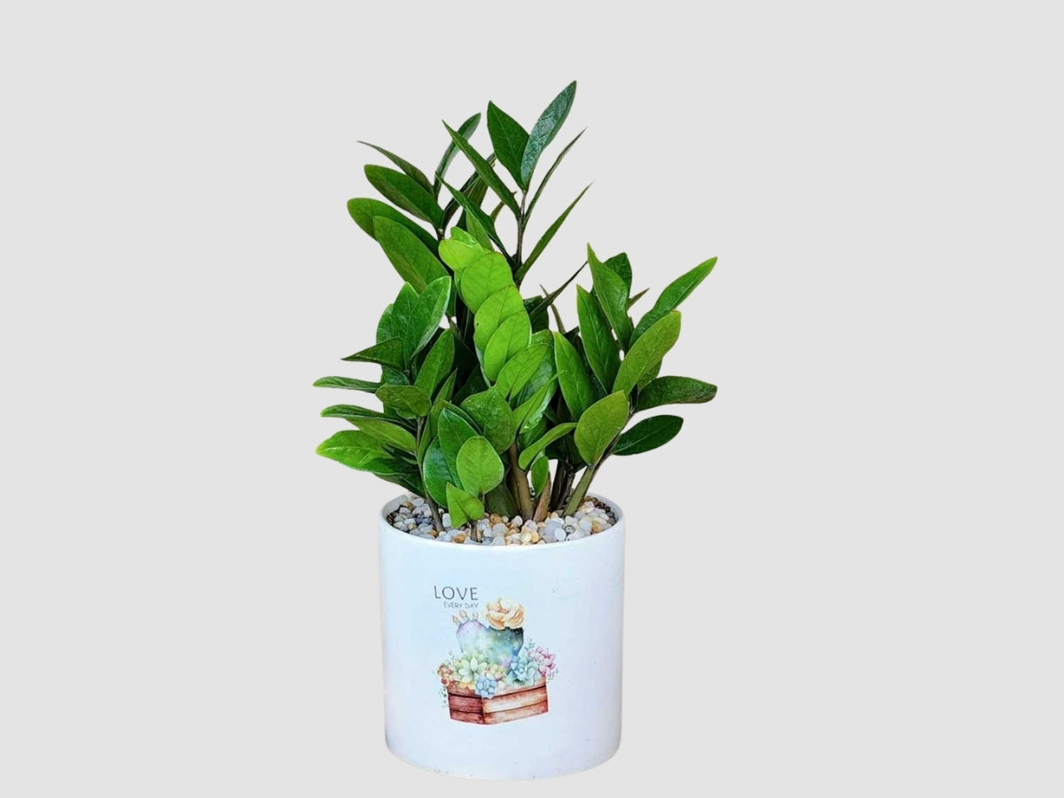 Cây Kim Tiền mini bóng đẹp trên bàn làm việc trong văn phòng Cây Kim Tiền mini bóng đẹp trên bàn làm việc trong văn phòng