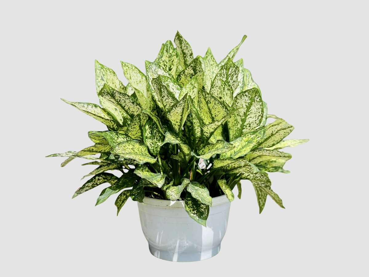 Cây Ngọc Lan lá trắng xanh đốm bạch thanh lịch, mang bình yên tâm hồn Cây Ngọc Lan lá trắng xanh đốm bạch thanh lịch, mang bình yên tâm hồn