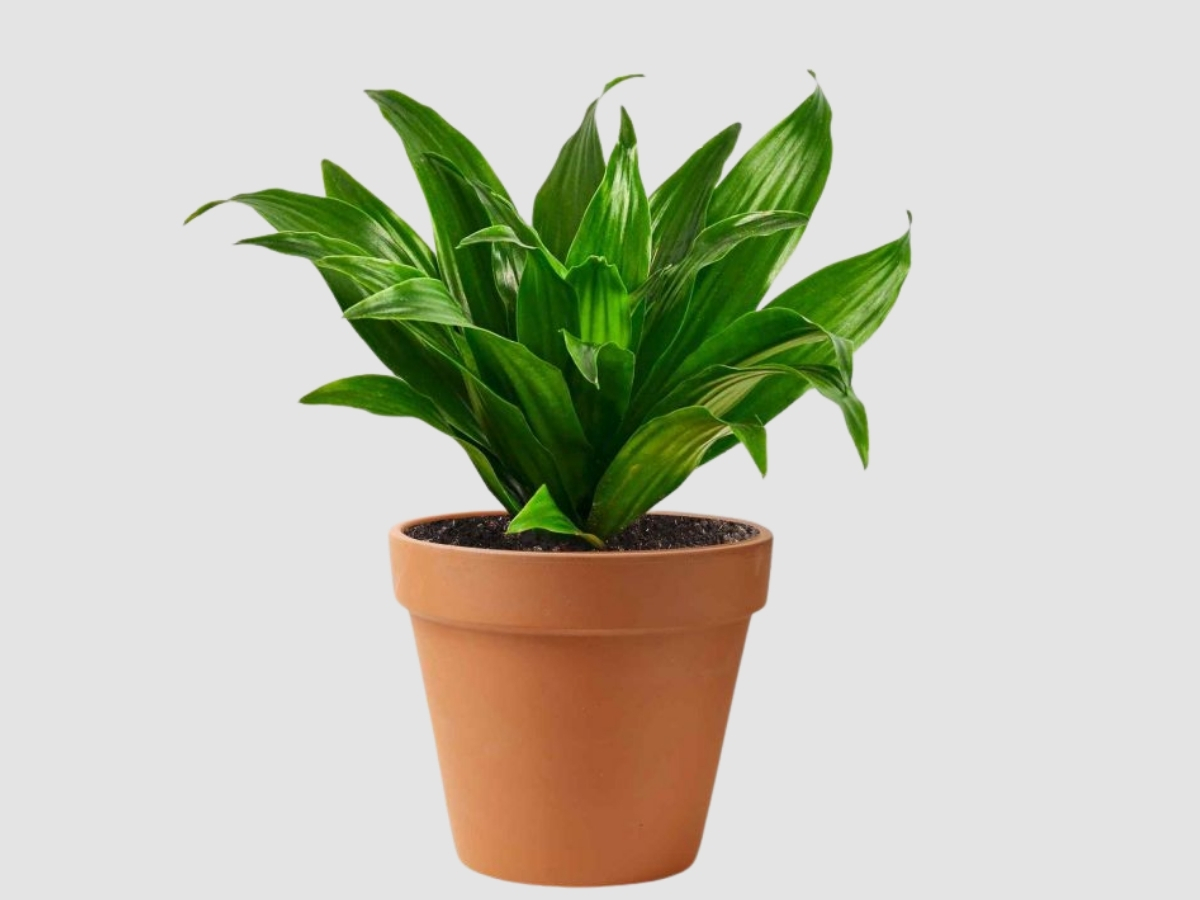Cây Thiết Mộc Lan dáng bonsai nhỏ, khơi dậy sáng tạo và năng lượng tích cực Cây Thiết Mộc Lan dáng bonsai nhỏ, khơi dậy sáng tạo và năng lượng tích cực