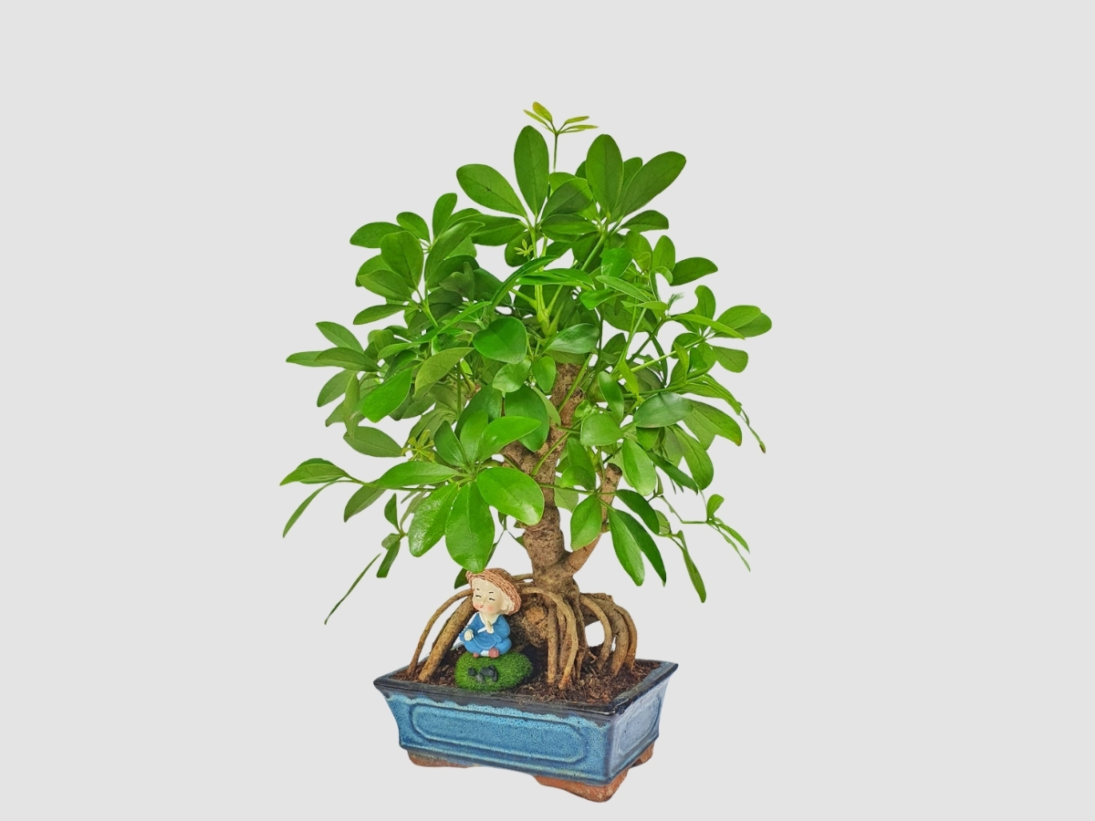 Cây Ngũ Gia Bì bonsai nhỏ xinh hỗ trợ, cải thiện sức khỏe dồi dào Cây Ngũ Gia Bì bonsai nhỏ xinh hỗ trợ, cải thiện sức khỏe dồi dào