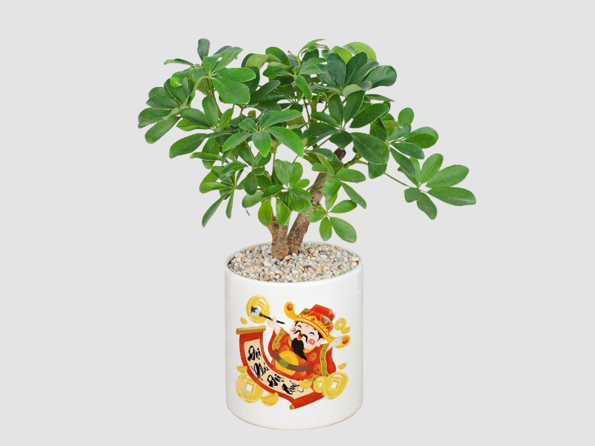 So sánh cây xanh hợp mệnh với cây đỏ/đất tương khắc với Mộc So sánh cây xanh hợp mệnh với cây đỏ/đất tương khắc với Mộc
