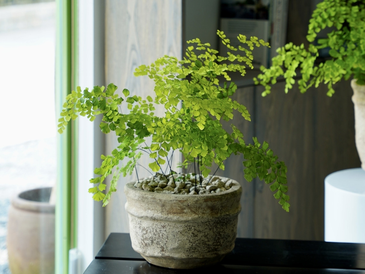 Ưu tiên cây màu trắng, vàng, nâu, đặt hướng Đông/Đông Nam để vượng khí ùn ùn Ưu tiên cây màu trắng, vàng, nâu, đặt hướng Đông/Đông Nam để vượng khí ùn ùn