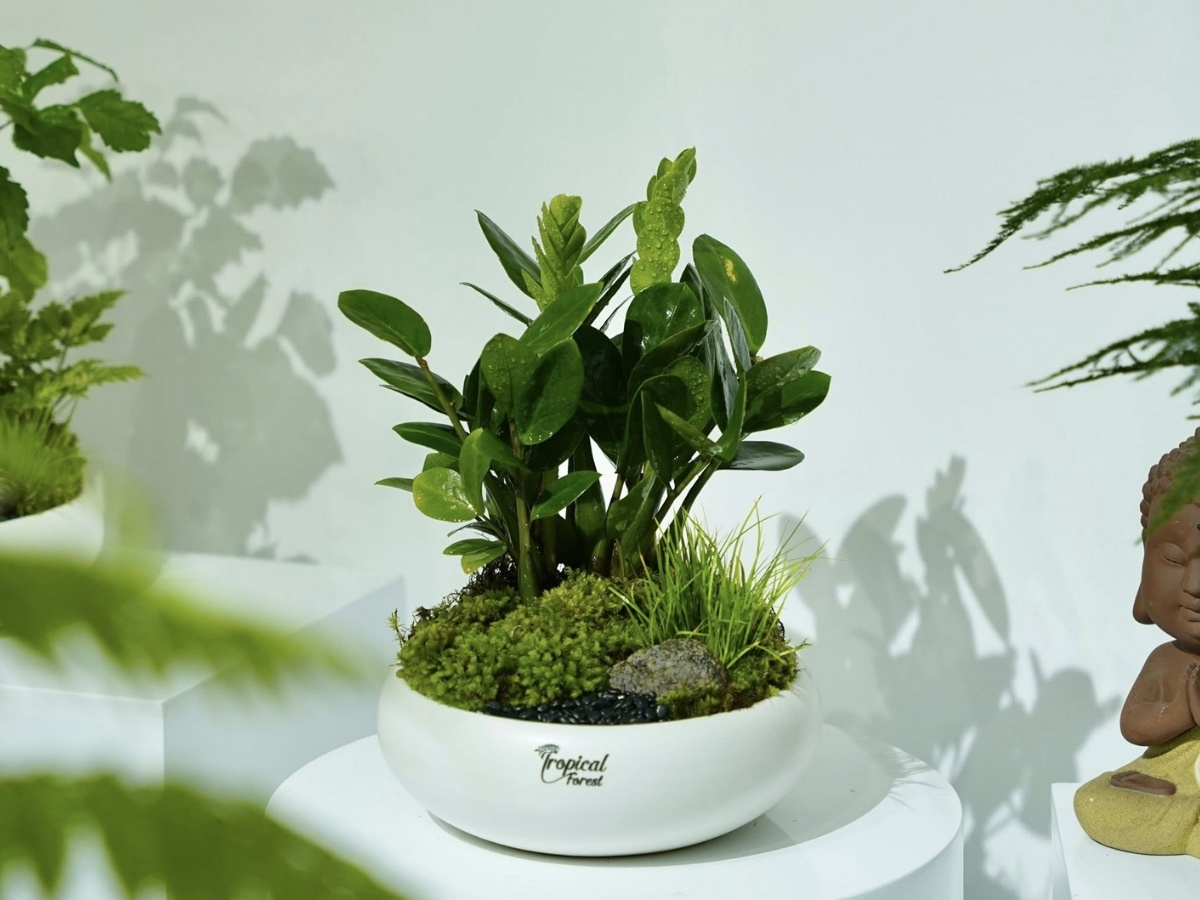 Cây kim tiền lá xanh bóng, lựa chọn đỉnh cao hút tiền vào như nước Cây kim tiền lá xanh bóng, lựa chọn đỉnh cao hút tiền vào như nước