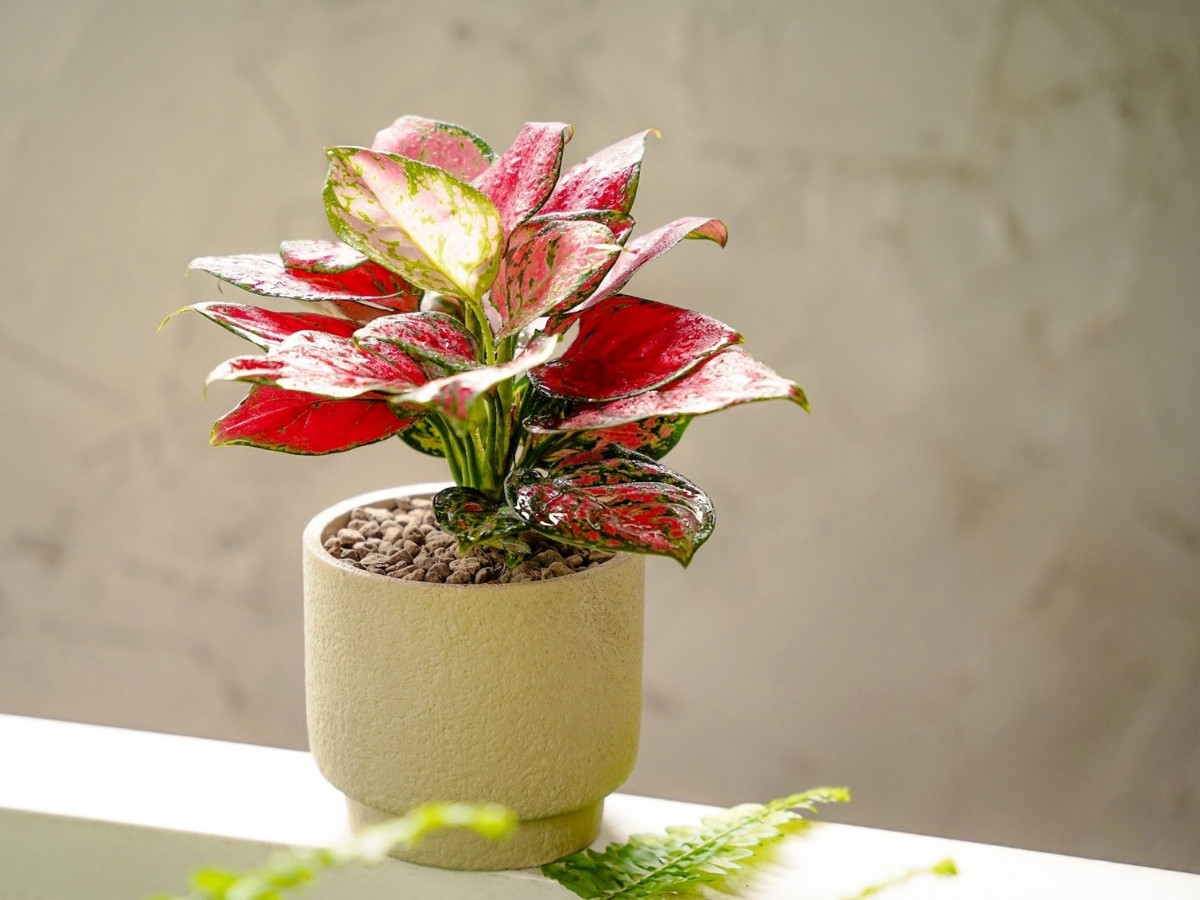 Cây phú quý mang bình an và may mắn đến từng ngày làm việc Cây phú quý mang bình an và may mắn đến từng ngày làm việc