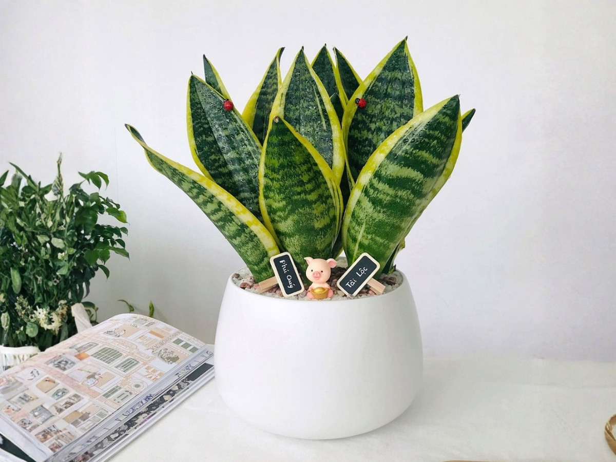 Cây lưỡi hổ xanh vàng trên bàn làm việc đem đến không khí trong lành Cây lưỡi hổ xanh vàng trên bàn làm việc đem đến không khí trong lành