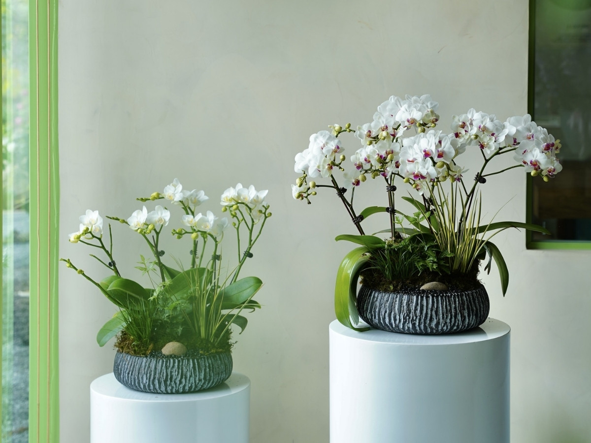 Cây xanh tươi giúp thu hút năng lượng tích cực Cây xanh tươi giúp thu hút năng lượng tích cực