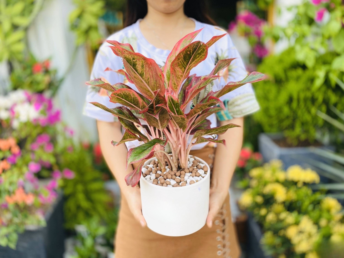 Cây phú quý lấp lánh mang giàu sang đến bàn làm việc với viền đỏ nổi bật Cây phú quý lấp lánh mang giàu sang đến bàn làm việc với viền đỏ nổi bật