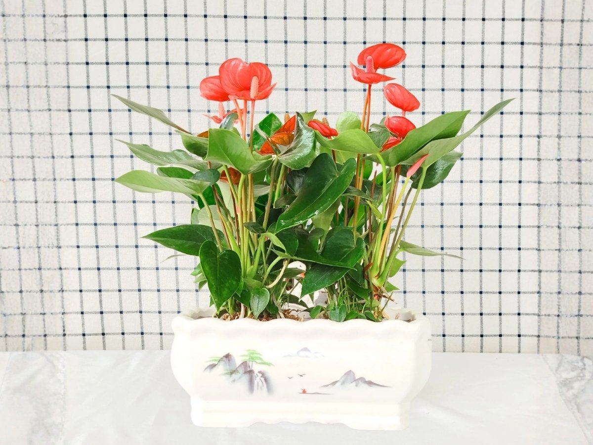 Hồng môn hoa đỏ thẫm lan tỏa năng lượng tích cực, mạnh mẽ Hồng môn hoa đỏ thẫm lan tỏa năng lượng tích cực, mạnh mẽ