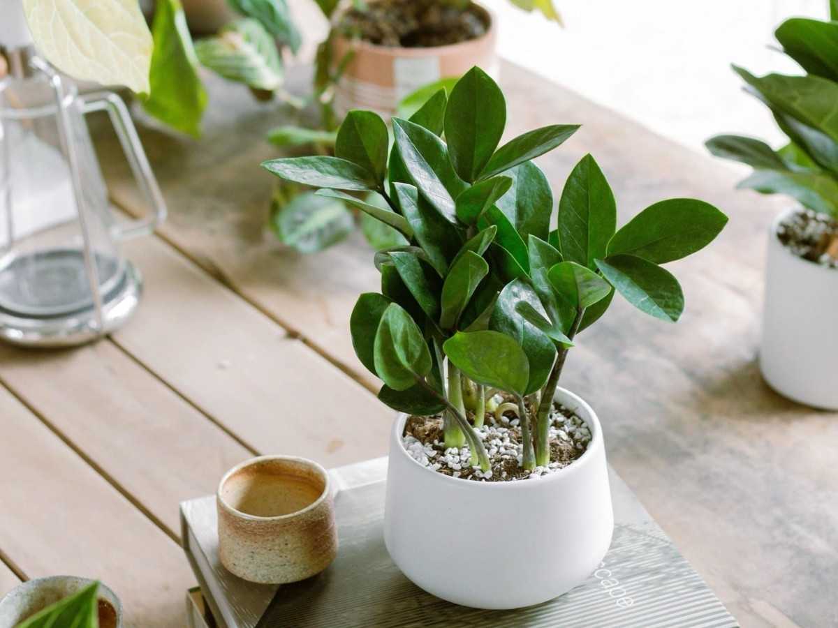 Cây kim tiền xanh mướt tăng cường tài vận và tiền của Cây kim tiền xanh mướt tăng cường tài vận và tiền của
