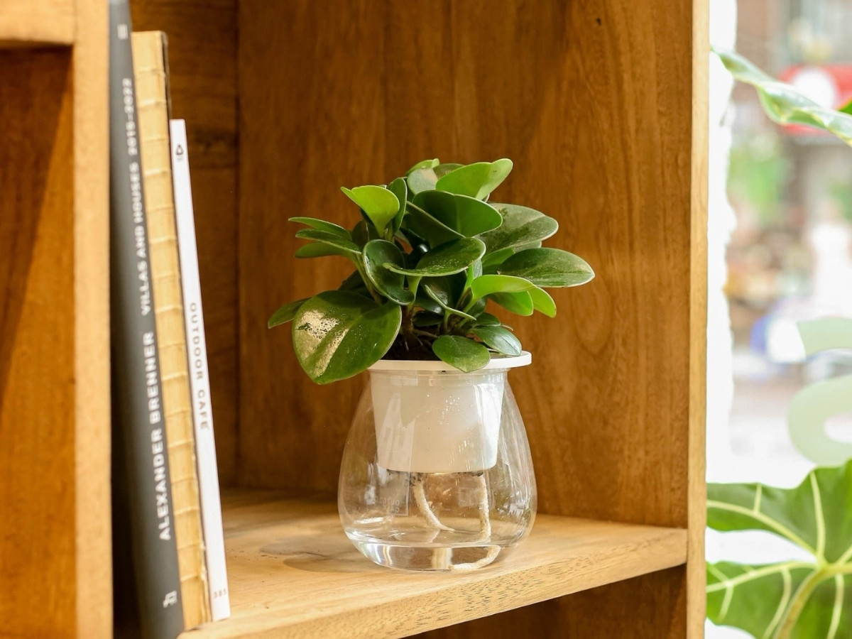 Cây thủy sinh với rễ ngâm trong nước kỵ mệnh Hỏa tạo cảm giác lạnh lẽo Cây thủy sinh với rễ ngâm trong nước kỵ mệnh Hỏa tạo cảm giác lạnh lẽo