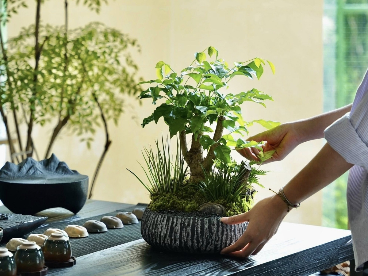 Cây lá xanh màu lạnh lẽo dễ gây mất cân bằng năng lượng Cây lá xanh màu lạnh lẽo dễ gây mất cân bằng năng lượng