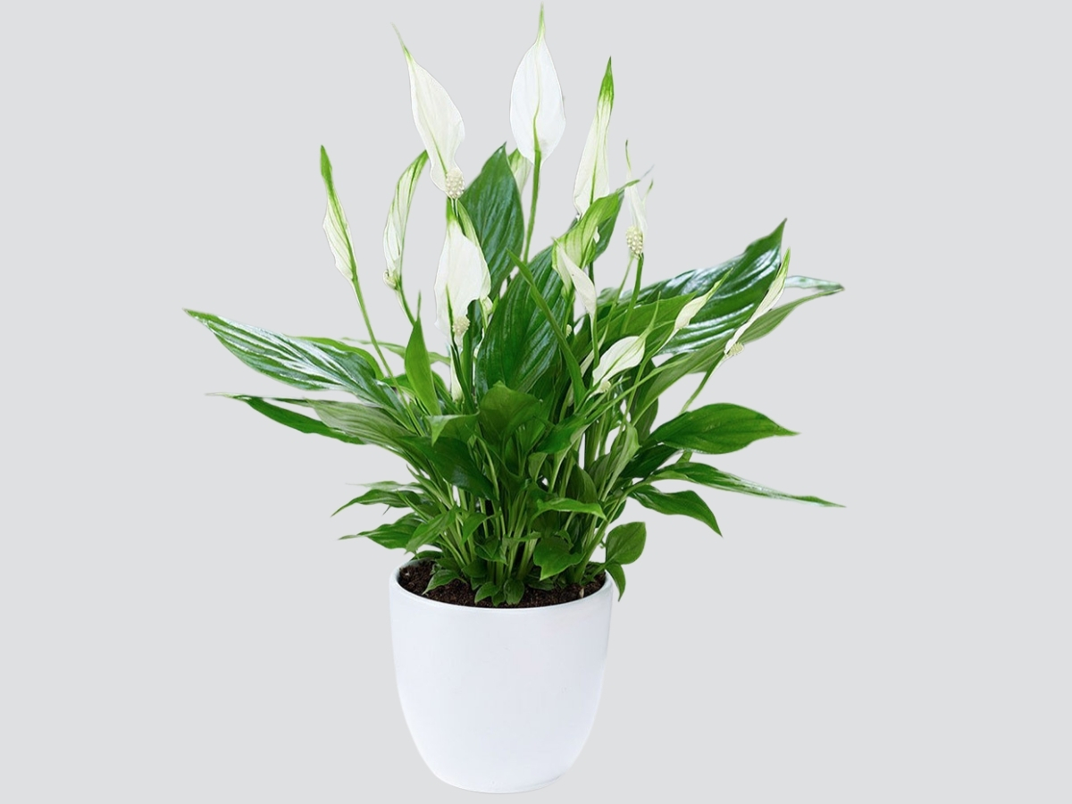 Cây lan ý nở hoa trắng tinh khôi giúp bình an tâm hồn, lọc khí độ, tăng tập trung Cây lan ý nở hoa trắng tinh khôi giúp bình an tâm hồn, lọc khí độ, tăng tập trung