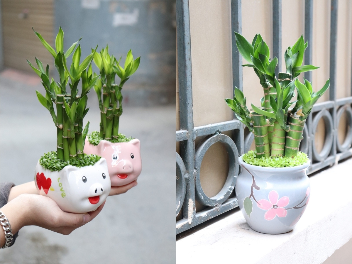 Trúc phú quý thủy canh biểu tượng cho phú quý bền vững cho mệnh Thủy Trúc phú quý thủy canh biểu tượng cho phú quý bền vững cho mệnh Thủy