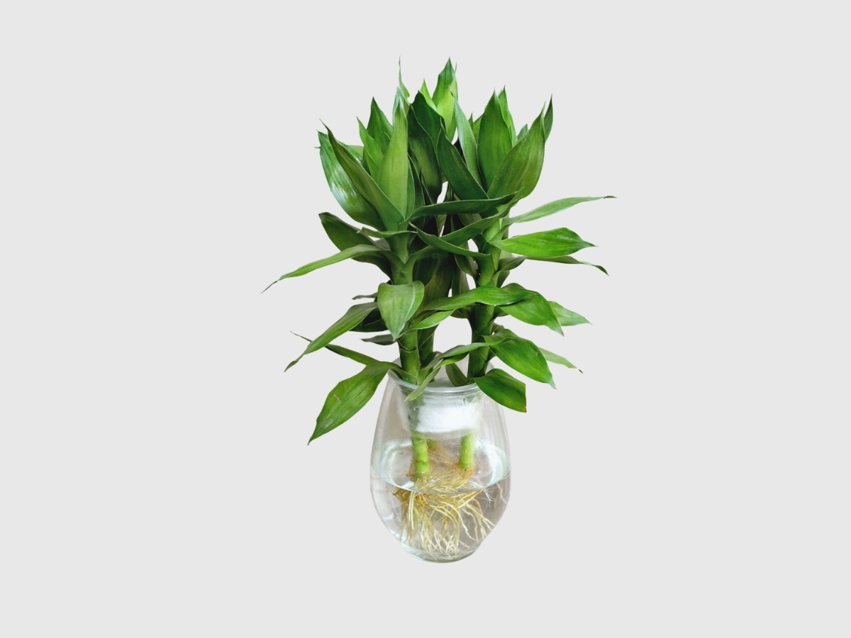 Cây phát lộc thủy sinh phát tài phát lộc dồi dào, mang vận may liên tục Cây phát lộc thủy sinh phát tài phát lộc dồi dào, mang vận may liên tục