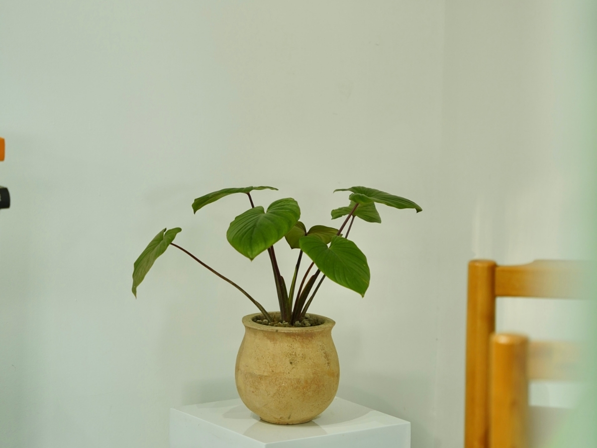 Tránh cây hành Hỏa - Thổ, giữ bàn làm việc khỏi năng lượng xấu Tránh cây hành Hỏa - Thổ, giữ bàn làm việc khỏi năng lượng xấu