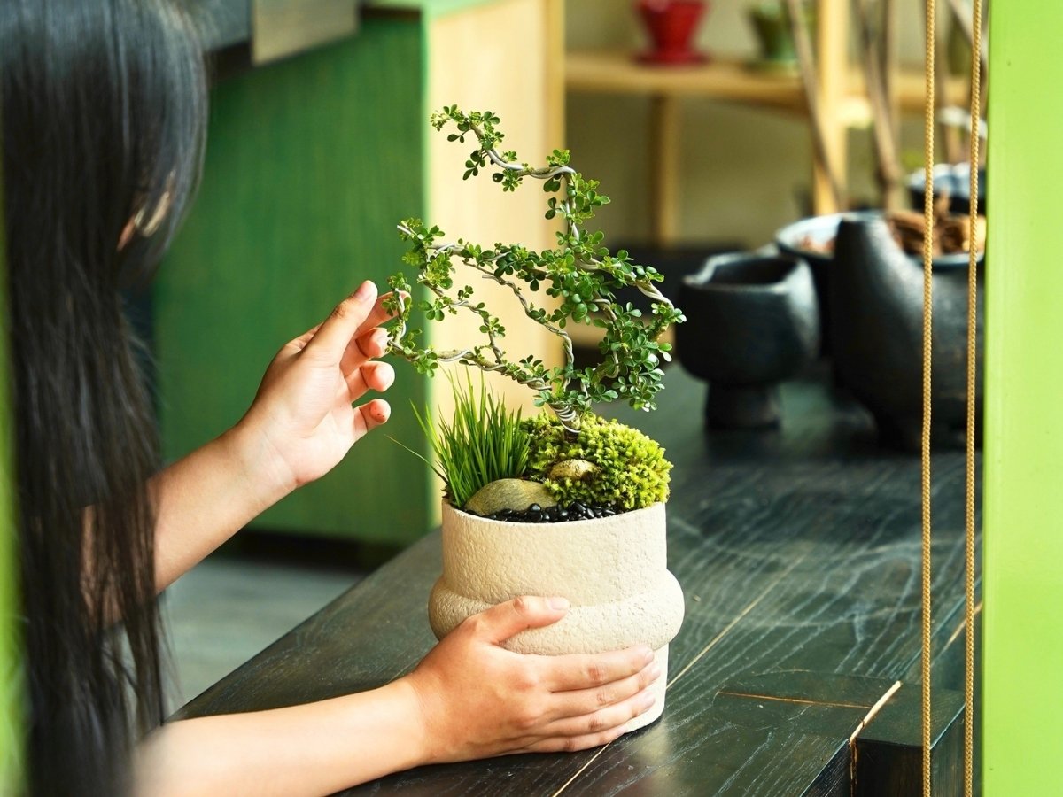 Cây cảnh nhỏ gọn với hình dáng tròn trịa, phù hợp bàn làm việc hiện đại Cây cảnh nhỏ gọn với hình dáng tròn trịa, phù hợp bàn làm việc hiện đại
