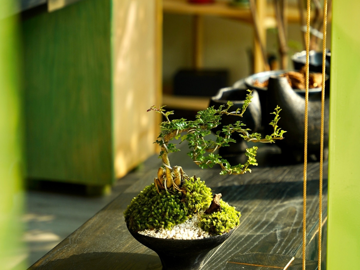 Bàn làm việc với cây phong thủy đặt ở vị trí hướng Bắc/Đông Nam lý tưởng Bàn làm việc với cây phong thủy đặt ở vị trí hướng Bắc/Đông Nam lý tưởng