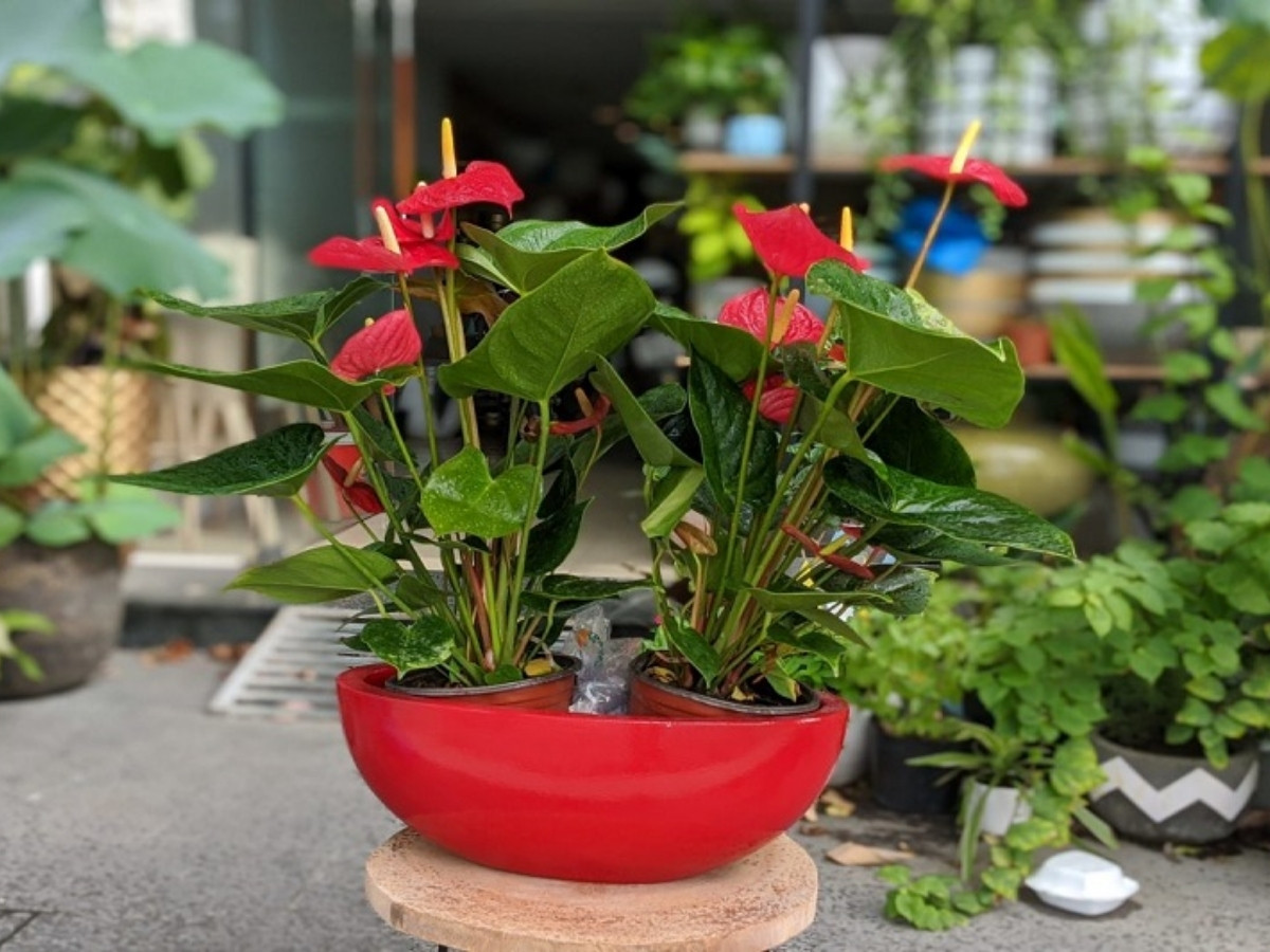 Hồng môn hoa đỏ tươi tắn đem may mắn và năng lượng tích cực dồi dào Hồng môn hoa đỏ tươi tắn đem may mắn và năng lượng tích cực dồi dào
