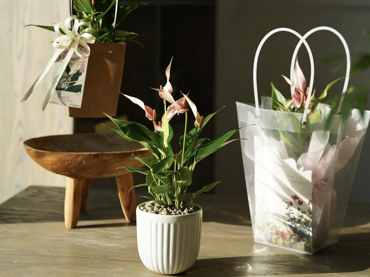 Cây lan ý nở hoa trắng thanh lịch, mang bình an và không khí trong lành