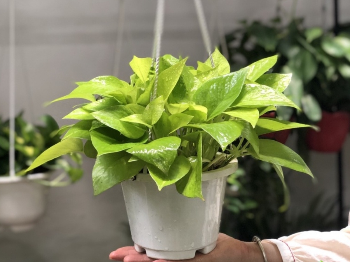 Cây trầu bà vàng lá rực rỡ, lan tỏa năng lượng tích cực suốt ngày làm việc