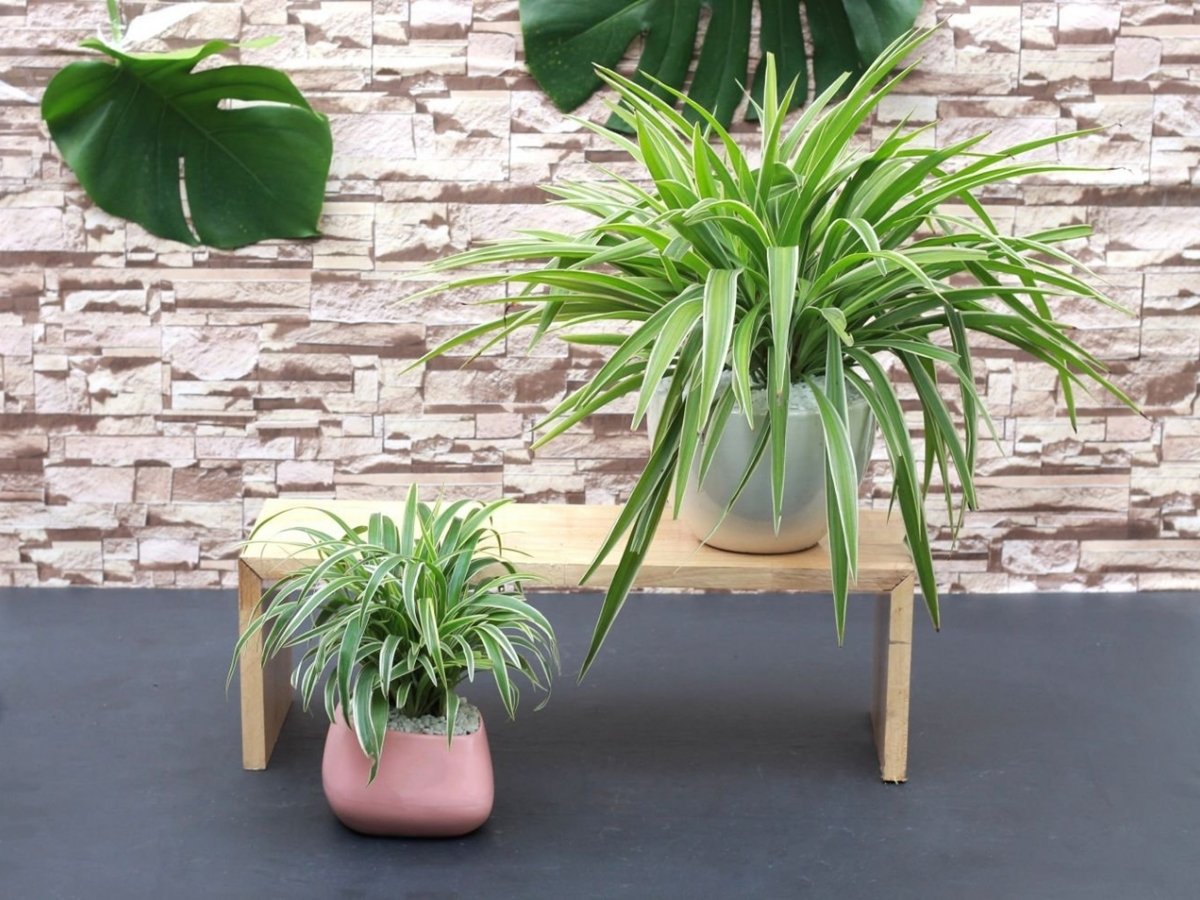 Cây lan chi lá trắng tinh tế, bảo vệ sức khỏe và may mắn cho chủ nhân