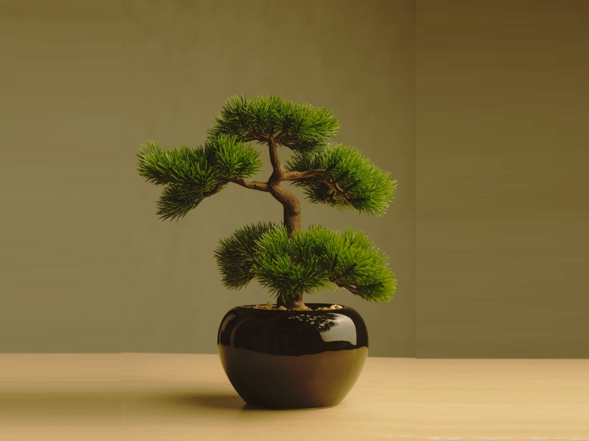 Vẻ cổ điển của Tùng La Hán nổi bật giữa không gian hiện đại Vẻ cổ điển của Tùng La Hán nổi bật giữa không gian hiện đại