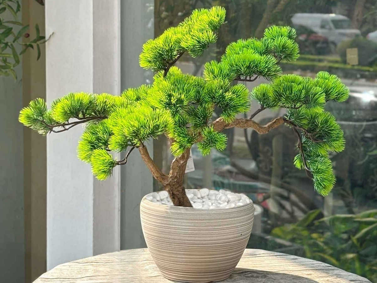 Ánh sáng đầy đủ giúp Tùng La Hán luôn xanh khỏe Ánh sáng đầy đủ giúp Tùng La Hán luôn xanh khỏe