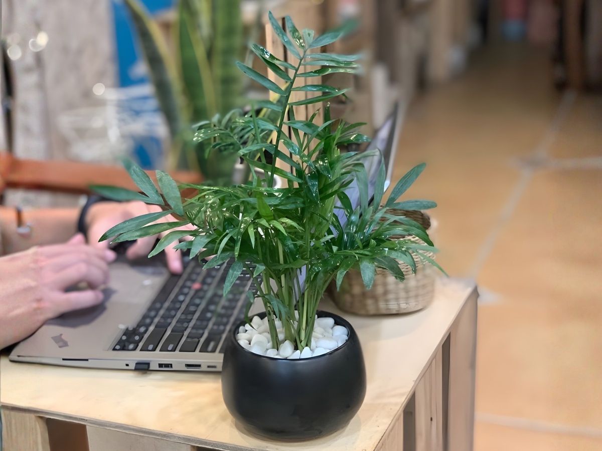 Chọn cây phù hợp người mệnh thổ để kích thích sự sáng tạo Chọn cây phù hợp người mệnh thổ để kích thích sự sáng tạo