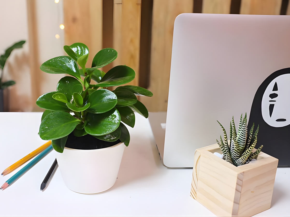 Tránh đặt lên bàn làm việc những nhóm cây đại diện mệnh kim Tránh đặt lên bàn làm việc những nhóm cây đại diện mệnh kim