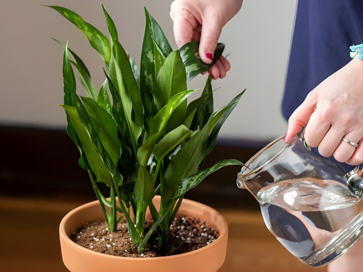 Tưới nước cho cây mệnh thổ đúng cách Tưới nước cho cây mệnh thổ đúng cách