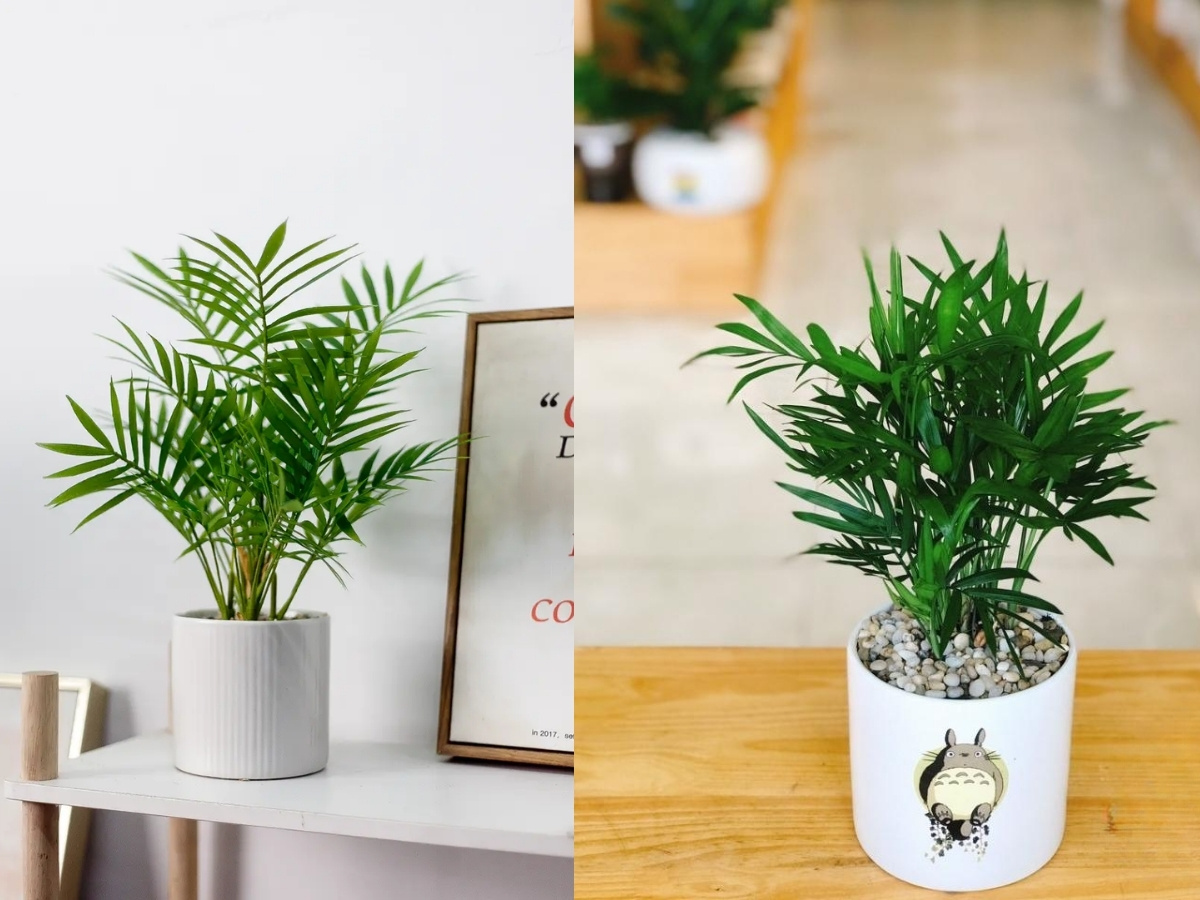 Cau tiểu trâm thanh thoát tăng cường bình an và sức khỏe trọn vẹn