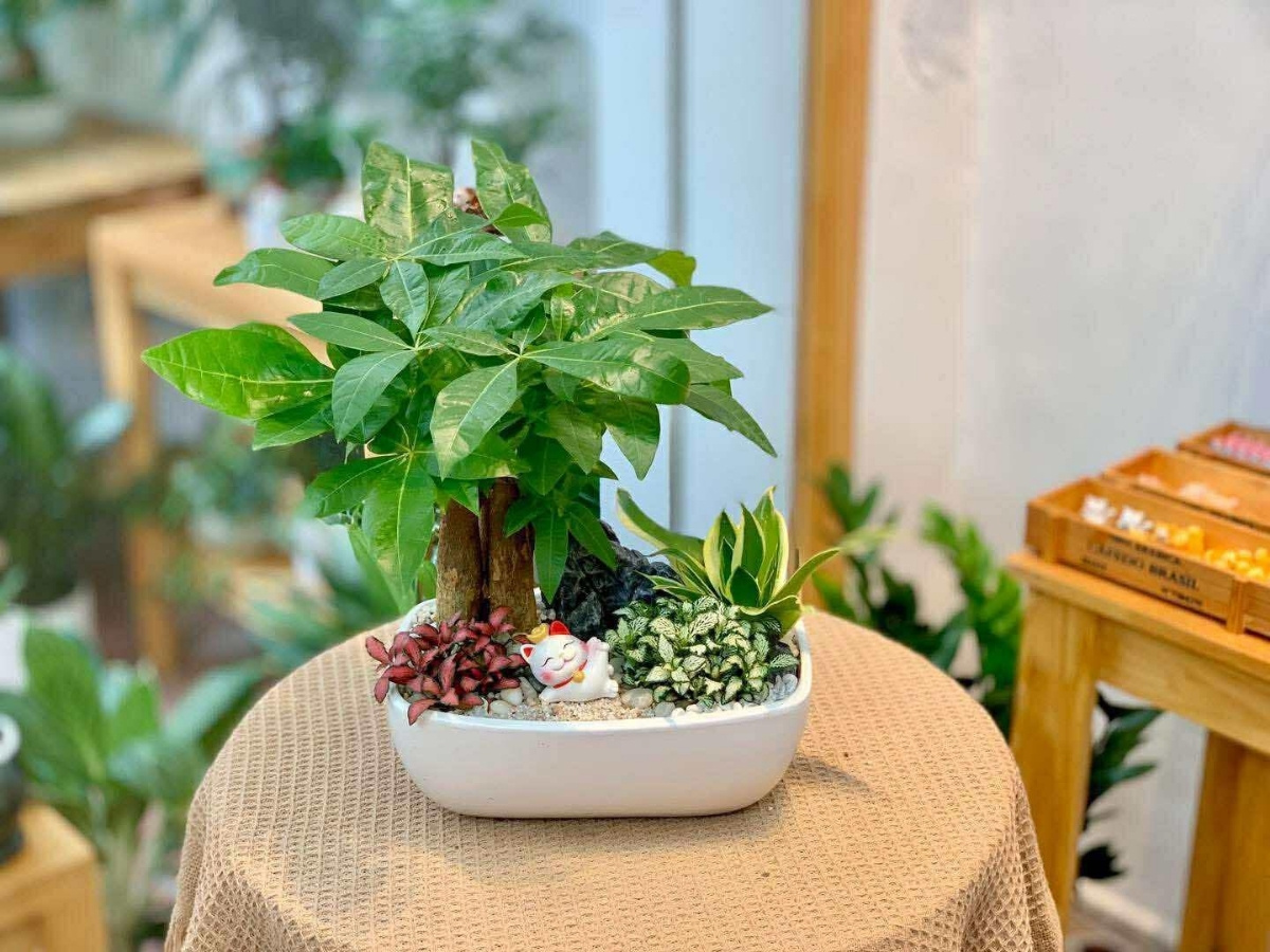 Kim ngân xoắn thịnh vượng tăng năng lượng tích cực, kiên cường cho mệnh Mộc