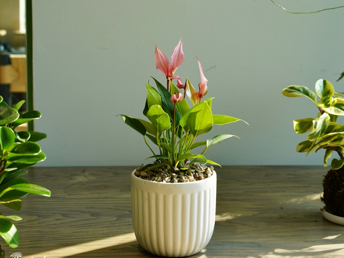 Chậu Lan ý xua đuổi chuyện rủi Chậu Lan ý xua đuổi chuyện rủi